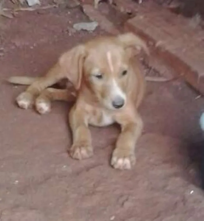 Cachorro ra a indefinida idade 2 a 6 meses nome filhotes