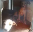 filhotes