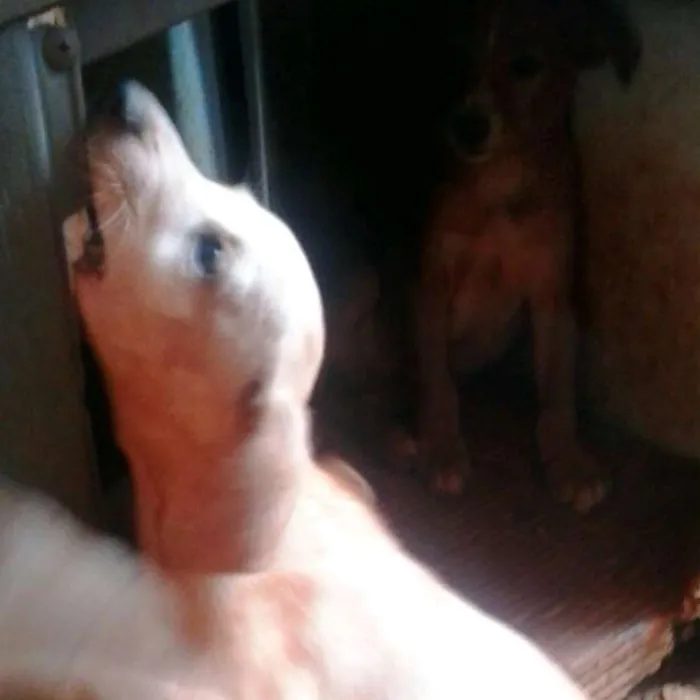 Cachorro ra a indefinida idade 2 a 6 meses nome filhotes