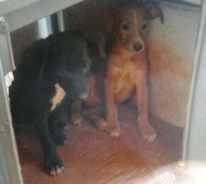 Cachorro ra a indefinida idade 2 a 6 meses nome filhotes