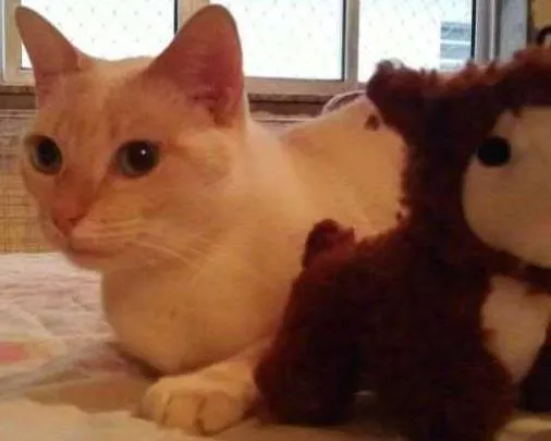 Gato ra a SRD idade 2 anos nome Mashua