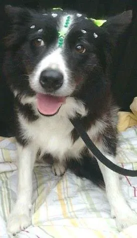 Cachorro ra a SRD idade 3 anos nome Rhadija