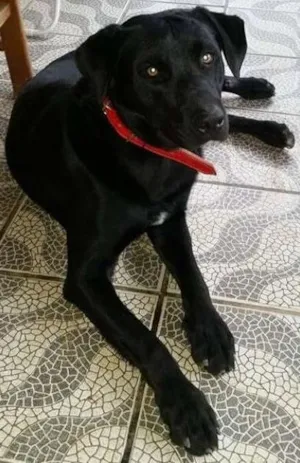Cachorro raça Labrador idade  nome Não sabemos