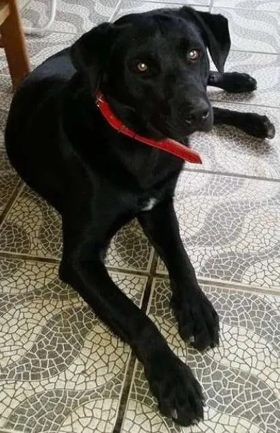 Cachorro ra a Labrador idade  nome Não sabemos