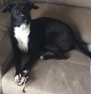 Cachorro raça Vira lata idade 1 ano nome Dora