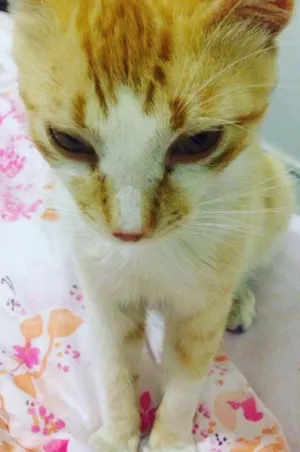 Gato raça SRD idade 7 a 11 meses nome Ted