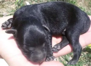 Cachorro raça SRD idade Abaixo de 2 meses nome Sem Nome