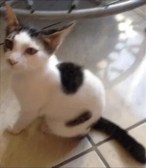 Gato raça SRD idade 2 a 6 meses nome Luid