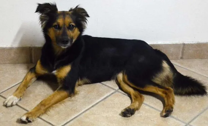 Cachorro ra a SRD idade 2 anos nome Pituca