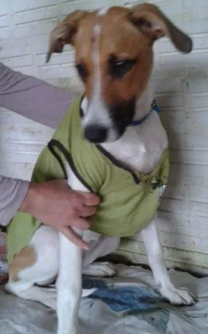 Cachorro raça SRD idade 7 a 11 meses nome Fiona