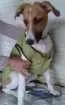 Cachorro raça SRD idade 7 a 11 meses nome Fiona