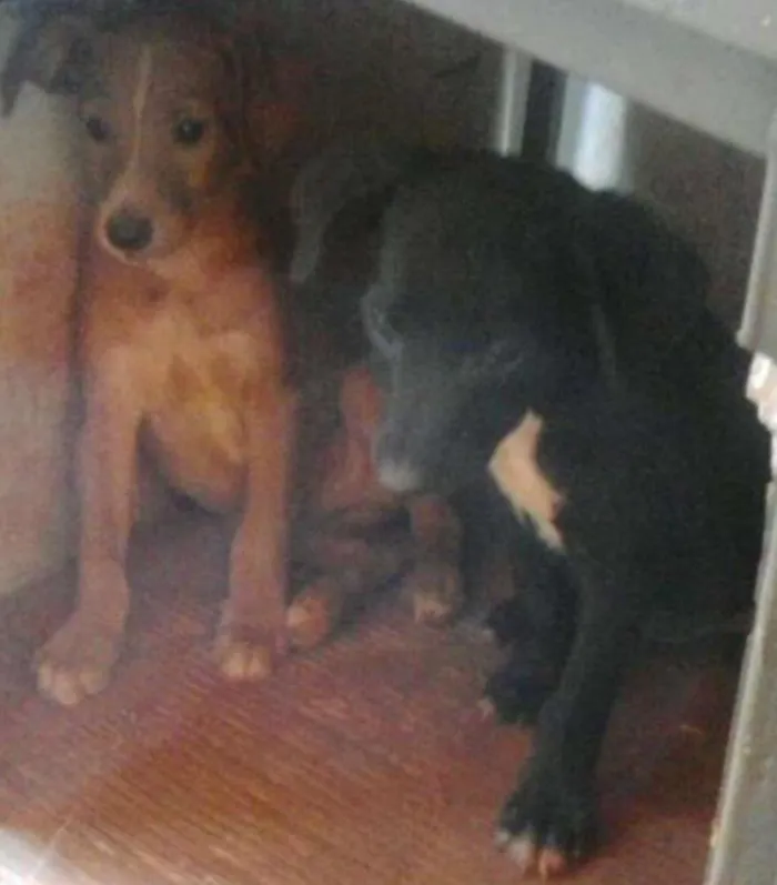 Cachorro ra a indefinida idade 2 a 6 meses nome filhotes