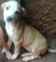 filhotes