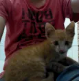 Gatinho