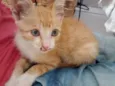 Gatinho