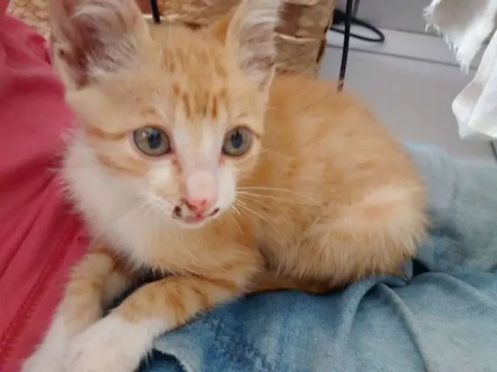 Cachorro raça SRD idade  nome Gatinho