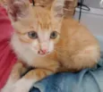 Gatinho