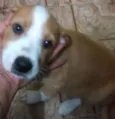 Filhotes