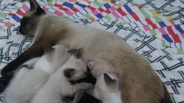 Gato raça Siamês idade Abaixo de 2 meses nome Diversos