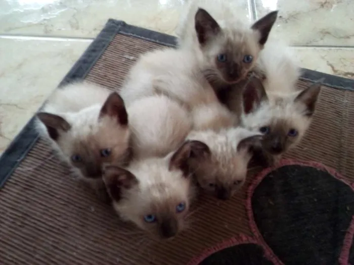 Gato raça Siamês idade Abaixo de 2 meses nome Diversos