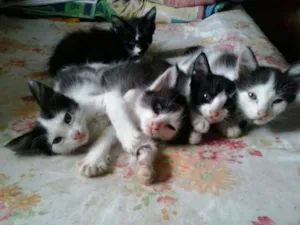 Gato raça Vira Lata idade Abaixo de 2 meses nome Gato
