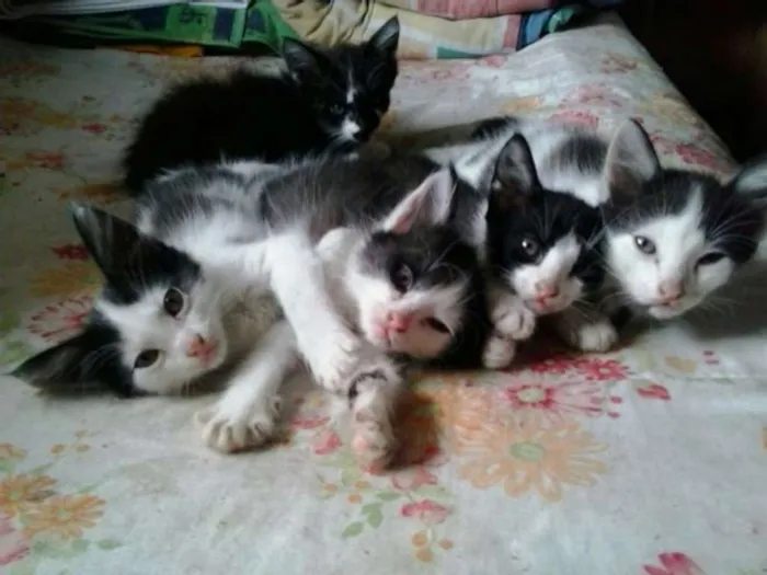 Gato ra a Vira Lata idade Abaixo de 2 meses nome Gato