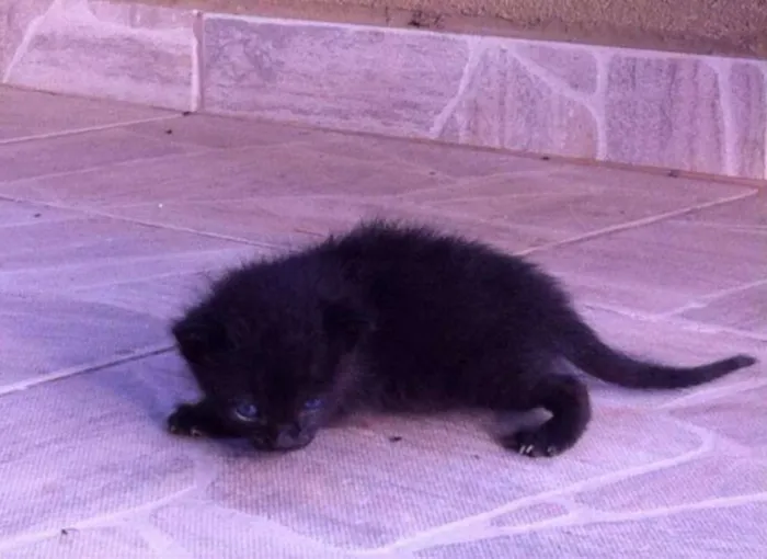 Gato ra a sem raça idade Abaixo de 2 meses nome sem nome