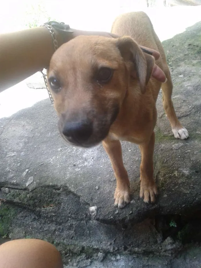 Cachorro raça viralata idade 2 a 6 meses nome Mel