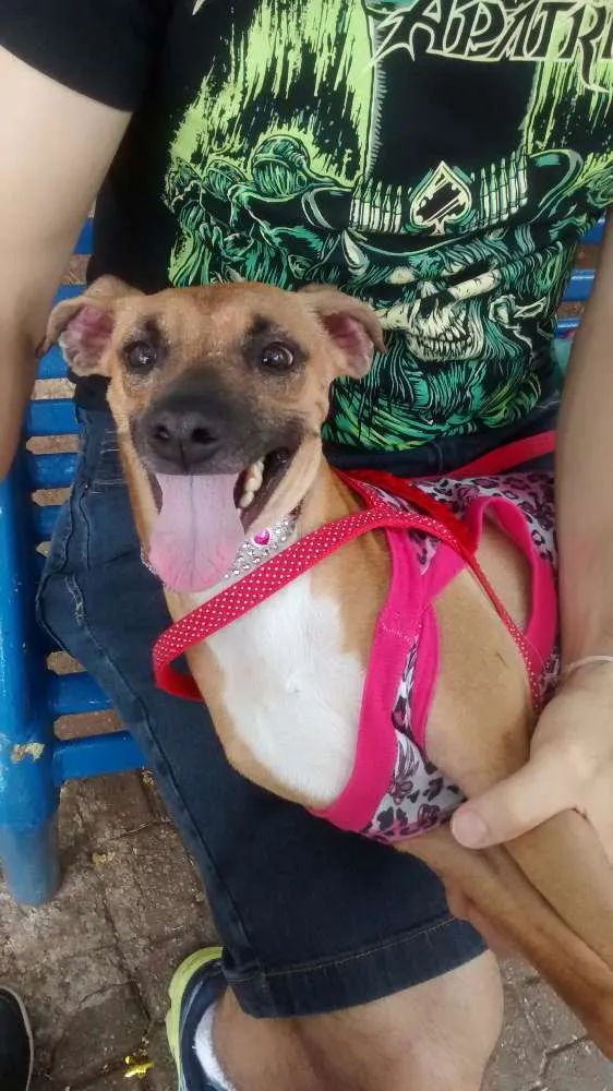 Cachorro ra a SRD idade 4 anos nome Lolla