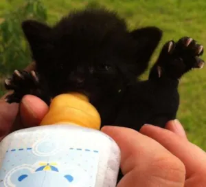 Gato raça sem raça idade Abaixo de 2 meses nome sem nome