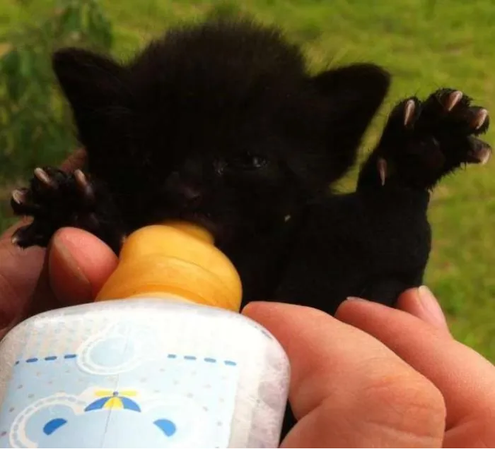 Gato ra a sem raça idade Abaixo de 2 meses nome sem nome
