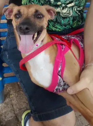 Cachorro raça SRD idade 4 anos nome Lolla
