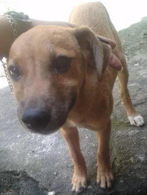 Cachorro raça viralata idade 2 a 6 meses nome Mel