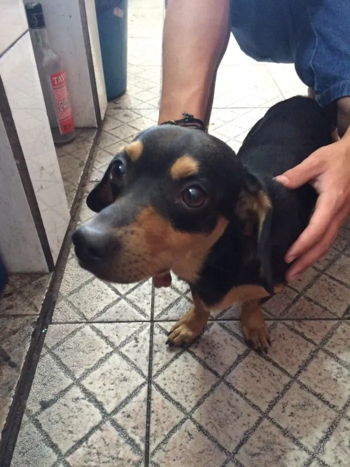 Cachorro raça Vira lata, com traços de salsichinha  idade 1 ano nome Odi