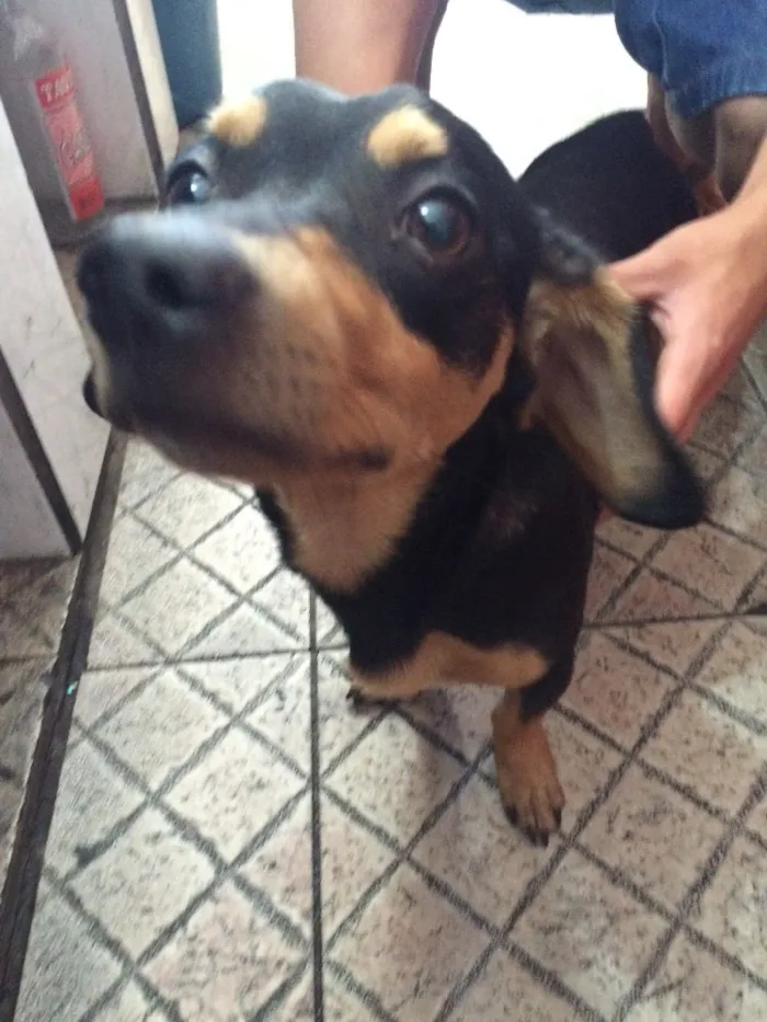 Cachorro raça Vira lata, com traços de salsichinha  idade 1 ano nome Odi