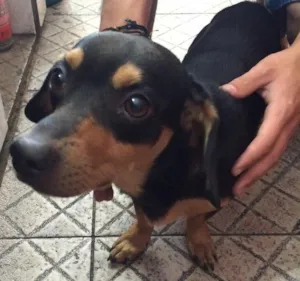 Cachorro raça Vira lata, com traços de salsichinha  idade 1 ano nome Odi