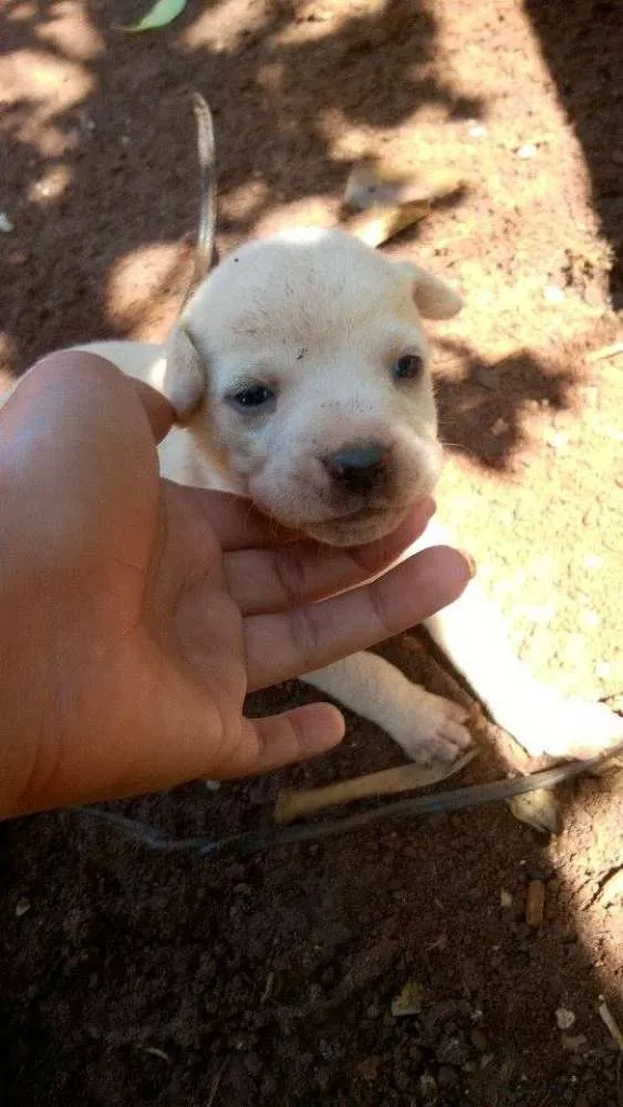 Cachorro ra a vira-lata idade Abaixo de 2 meses nome filhotinhos