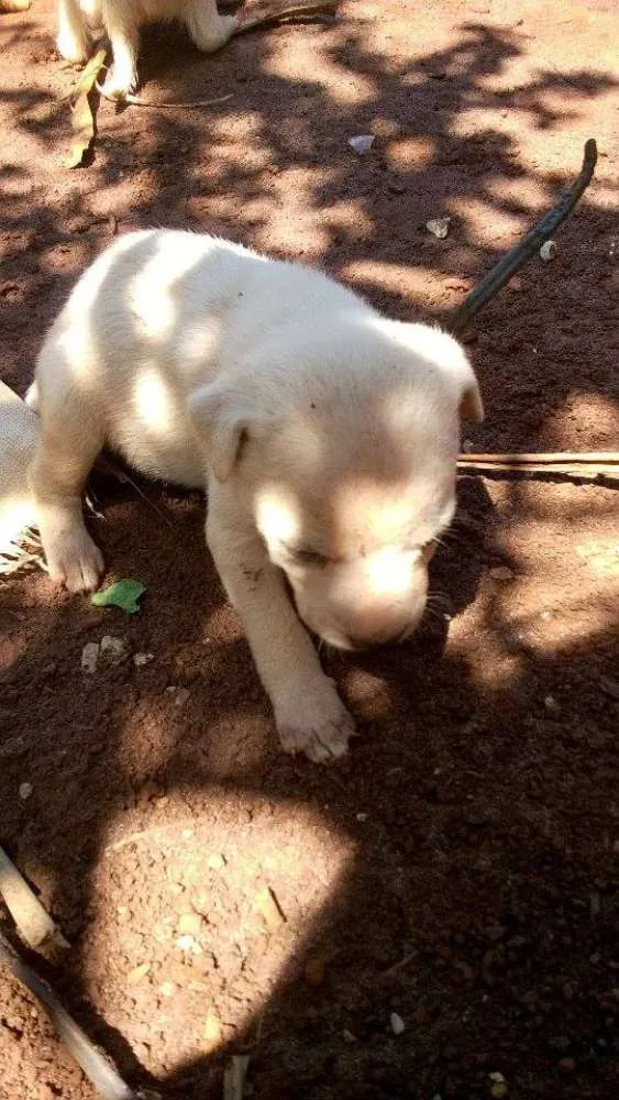 Cachorro ra a vira-lata idade Abaixo de 2 meses nome filhotinhos