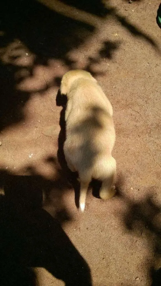 Cachorro ra a vira-lata idade Abaixo de 2 meses nome filhotinhos