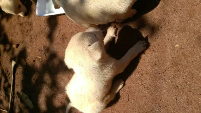 Cachorro ra a vira-lata idade Abaixo de 2 meses nome filhotinhos