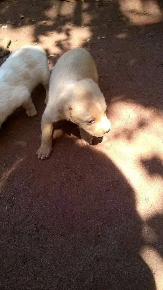 Cachorro ra a vira-lata idade Abaixo de 2 meses nome filhotinhos