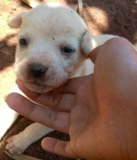 Cachorro ra a vira-lata idade Abaixo de 2 meses nome filhotinhos