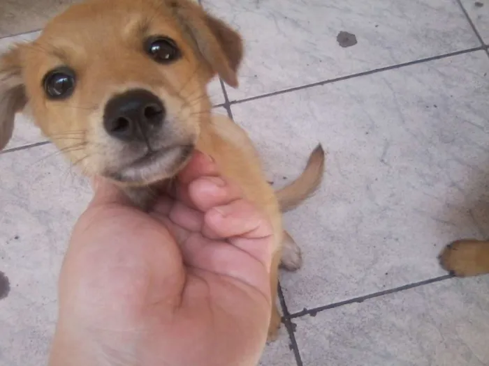 Cachorro ra a não definido idade Abaixo de 2 meses nome Lobinho