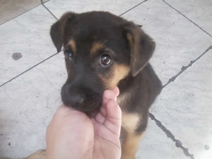 Cachorro ra a não definido idade Abaixo de 2 meses nome Lobinho