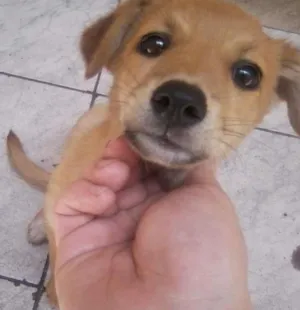 Cachorro raça não definido idade Abaixo de 2 meses nome Lobinho