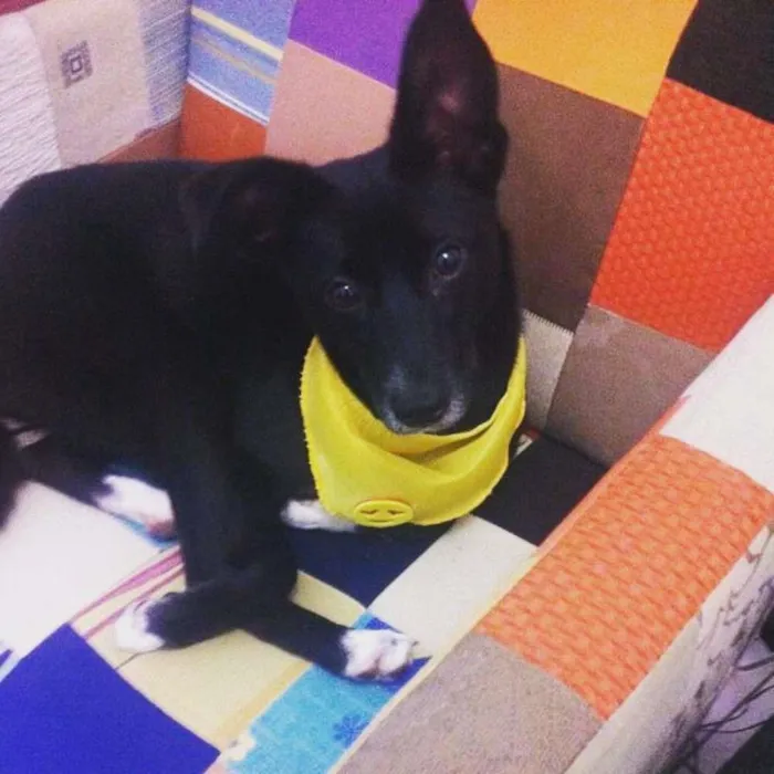 Cachorro ra a Vira-lata idade 7 a 11 meses nome Leona