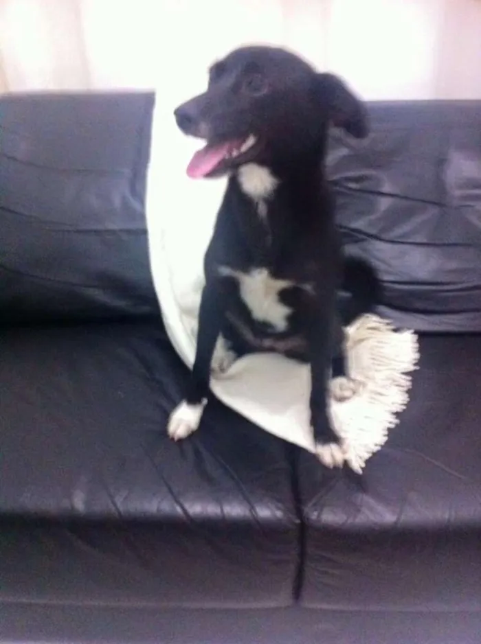 Cachorro ra a Vira-lata idade 7 a 11 meses nome Leona
