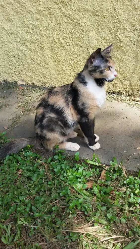Gato ra a Nao sei idade  nome Não sei