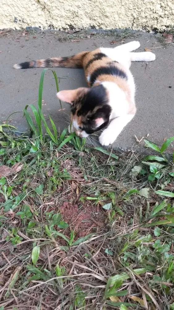 Gato ra a Nao sei idade  nome Não sei