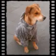Amarela